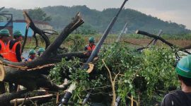 Petugas PLN menangani pohon tumbang yang mengenai jaringan listrik akibat hujan ekstrem, memastikan keselamatan listrik dan mencegah potensi bahaya. (Foto: Dok. PLN)