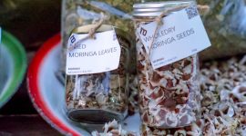 Produk olahan kelor kini mulai memasuki pasar lokal, dan PLN NTB berencana membantu menciptakan merek produk yang dapat bersaing secara nasional. (Foto: Dok. PLN)