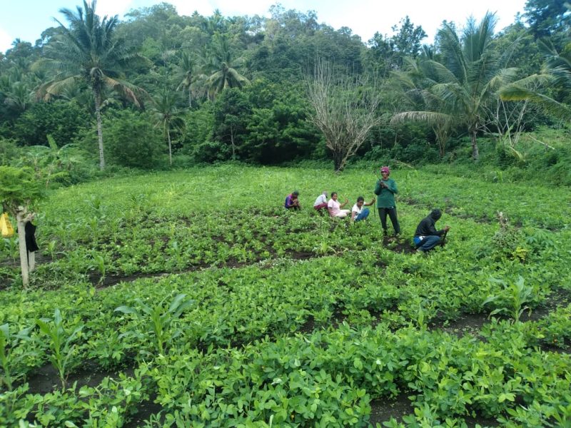 Petani di pedesaan dengan penuh semangat merawat tanaman mereka, menciptakan ketahanan pangan dan kesejahteraan keluarga. (Foto: Dok. PLN)