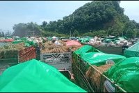 Truk-truk pengangkut sapi memadati Pelabuhan Gili Mas, Lombok Barat. Tampak sapi-sapi berdesakan di dalam bak truk tanpa pelindung. (Foto: Istimewa)