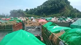 Truk-truk pengangkut sapi memadati Pelabuhan Gili Mas, Lombok Barat. Tampak sapi-sapi berdesakan di dalam bak truk tanpa pelindung. (Foto: Istimewa)