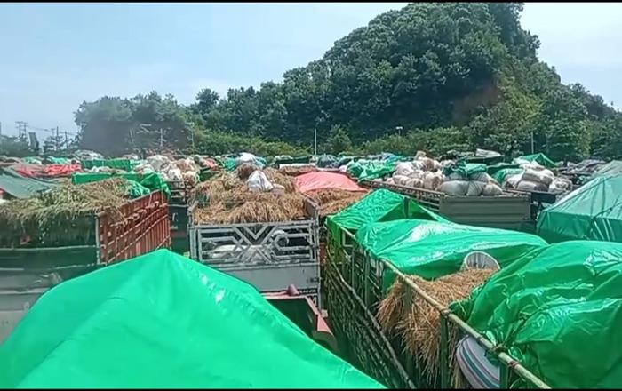 Truk-truk pengangkut sapi memadati Pelabuhan Gili Mas, Lombok Barat. Tampak sapi-sapi berdesakan di dalam bak truk tanpa pelindung. (Foto: Istimewa)