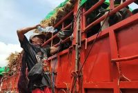 Seorang peternak dari Bima berusaha menjaga kondisi sapi yang tertahan berhari-hari akibat terbatasnya armada kapal pengangkut menuju Pulau Jawa. (Foto: Istimewa)