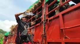 Seorang peternak dari Bima berusaha menjaga kondisi sapi yang tertahan berhari-hari akibat terbatasnya armada kapal pengangkut menuju Pulau Jawa. (Foto: Istimewa)