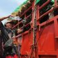 Seorang peternak dari Bima berusaha menjaga kondisi sapi yang tertahan berhari-hari akibat terbatasnya armada kapal pengangkut menuju Pulau Jawa. (Foto: Istimewa)