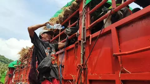 Seorang peternak dari Bima berusaha menjaga kondisi sapi yang tertahan berhari-hari akibat terbatasnya armada kapal pengangkut menuju Pulau Jawa. (Foto: Istimewa)