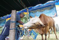 Petugas PLN UID NTB siapkan hewan kurban untuk disembelih dalam rangka Idul Adha 1446 H. (Foto: Dok. PLN)