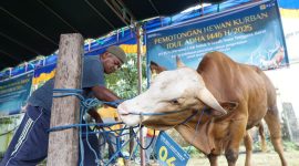 Petugas PLN UID NTB siapkan hewan kurban untuk disembelih dalam rangka Idul Adha 1446 H. (Foto: Dok. PLN)