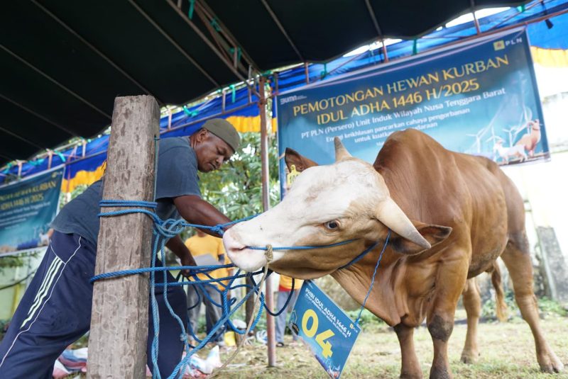 Petugas PLN UID NTB siapkan hewan kurban untuk disembelih dalam rangka Idul Adha 1446 H. (Foto: Dok. PLN)