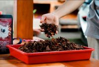 Mangrove Coffee, salah satu produk inovatif hasil program pemberdayaan masyarakat Desa Jerowaru, menjadi simbol transformasi lingkungan menjadi peluang ekonomi berkelanjutan. (Foto: Dok. PLN)