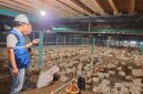 Listrik terjangkau bantu pelaku UMKM, seperti peternak ayam, tetap produktif dan berdaya saing. (Foto: Dok. PLN)