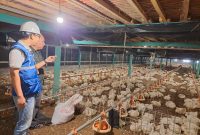 Listrik terjangkau bantu pelaku UMKM, seperti peternak ayam, tetap produktif dan berdaya saing. (Foto: Dok. PLN)