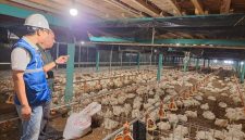 Listrik terjangkau bantu pelaku UMKM, seperti peternak ayam, tetap produktif dan berdaya saing. (Foto: Dok. PLN)