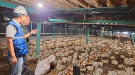 Listrik terjangkau bantu pelaku UMKM, seperti peternak ayam, tetap produktif dan berdaya saing. (Foto: Dok. PLN)