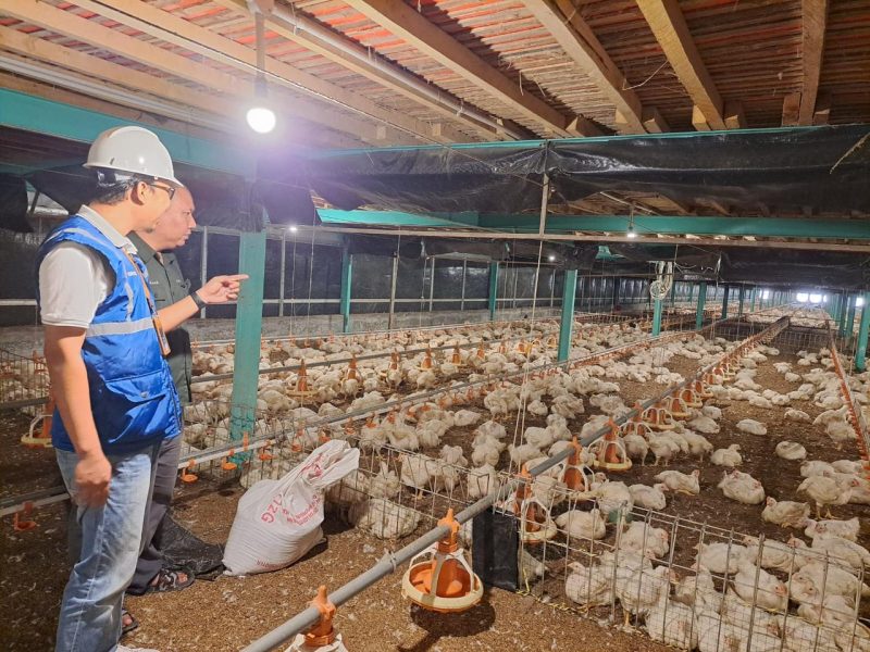 Listrik terjangkau bantu pelaku UMKM, seperti peternak ayam, tetap produktif dan berdaya saing. (Foto: Dok. PLN)