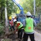 Petugas PLN memasang tiang listrik di wilayah pedesaan sebagai wujud pelaksanaan Program Listrik Desa (Lisdes) 2025 yang bertujuan membawa penerangan hingga ke pelosok nusantara. (Foto: Dok. PLN)
