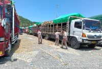 Aktivitas pengiriman sapi dari NTB melalui pelabuhan menuju Jabodetabek menjelang Iduladha 2026.(Foto: Istimewa)