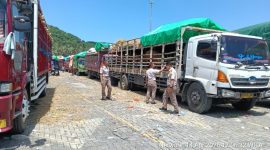 Aktivitas pengiriman sapi dari NTB melalui pelabuhan menuju Jabodetabek menjelang Iduladha 2026.(Foto: Istimewa)
