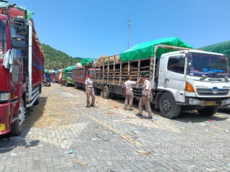 Aktivitas pengiriman sapi dari NTB melalui pelabuhan menuju Jabodetabek menjelang Iduladha 2026.(Foto: Istimewa)