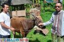 Panitia Qurban Masjid Nurul Iman, Sekotong Tengah, Kecamatan Sekotong, Lombok Barat saat menerima hewan qurban dari Anggota DPRD NTB, Lalu Irwansyah Triadi, Rabu (27/5/2026). (Foto: Istimewa).
