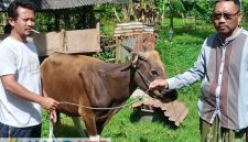 Panitia Qurban Masjid Nurul Iman, Sekotong Tengah, Kecamatan Sekotong, Lombok Barat saat menerima hewan qurban dari Anggota DPRD NTB, Lalu Irwansyah Triadi, Rabu (27/5/2026). (Foto: Istimewa).