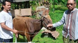 Panitia Qurban Masjid Nurul Iman, Sekotong Tengah, Kecamatan Sekotong, Lombok Barat saat menerima hewan qurban dari Anggota DPRD NTB, Lalu Irwansyah Triadi, Rabu (27/5/2026). (Foto: Istimewa).