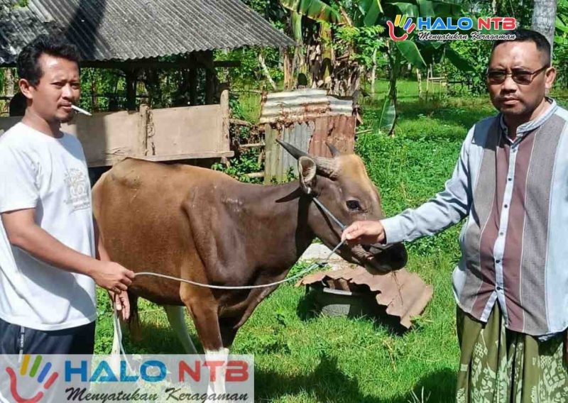 Panitia Qurban Masjid Nurul Iman, Sekotong Tengah, Kecamatan Sekotong, Lombok Barat saat menerima hewan qurban dari Anggota DPRD NTB, Lalu Irwansyah Triadi, Rabu (27/5/2026). (Foto: Istimewa).