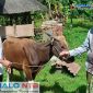 Panitia Qurban Masjid Nurul Iman, Sekotong Tengah, Kecamatan Sekotong, Lombok Barat saat menerima hewan qurban dari Anggota DPRD NTB, Lalu Irwansyah Triadi, Rabu (27/5/2026). (Foto: Istimewa).