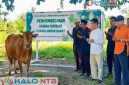 Kepala MAN Lombok Barat bersama panitia tampak khusyuk berdoa sesaat sebelum dimulainya prosesi penyembelihan hewan kurban di lingkungan MAN Lombok Barat, Kamis (28/5/2026). (Foto: Humas MAN Lombok Barat).