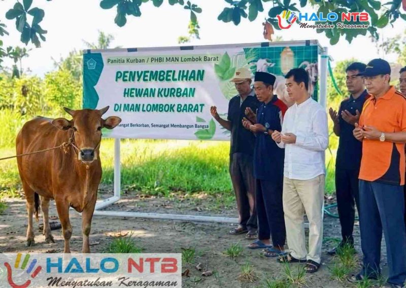 Kepala MAN Lombok Barat bersama panitia tampak khusyuk berdoa sesaat sebelum dimulainya prosesi penyembelihan hewan kurban di lingkungan MAN Lombok Barat, Kamis (28/5/2026). (Foto: Humas MAN Lombok Barat).