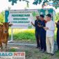 Kepala MAN Lombok Barat bersama panitia tampak khusyuk berdoa sesaat sebelum dimulainya prosesi penyembelihan hewan kurban di lingkungan MAN Lombok Barat, Kamis (28/5/2026). (Foto: Humas MAN Lombok Barat).