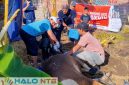 Pengurus dan anggota Paguyuban Pasundan Lombok (PPL) bahu-bahu menyembelih hewan kurban dalam rangka Iduladha 1447 H di Kota Mataram, Kamis (28/5/2026). (Foto: Istimewa).