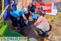 Pengurus dan anggota Paguyuban Pasundan Lombok (PPL) bahu-bahu menyembelih hewan kurban dalam rangka Iduladha 1447 H di Kota Mataram, Kamis (28/5/2026). (Foto: Istimewa).