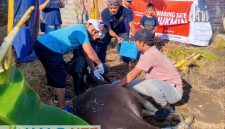 Pengurus dan anggota Paguyuban Pasundan Lombok (PPL) bahu-bahu menyembelih hewan kurban dalam rangka Iduladha 1447 H di Kota Mataram, Kamis (28/5/2026). (Foto: Istimewa).