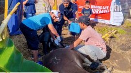 Pengurus dan anggota Paguyuban Pasundan Lombok (PPL) bahu-bahu menyembelih hewan kurban dalam rangka Iduladha 1447 H di Kota Mataram, Kamis (28/5/2026). (Foto: Istimewa).