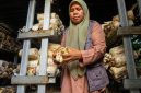 Aktivitas budidaya jamur tiram yang menjadi salah satu penggerak ekonomi perempuan di Desa Medana.(Foto: Istimewa)
