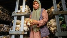 Aktivitas budidaya jamur tiram yang menjadi salah satu penggerak ekonomi perempuan di Desa Medana.(Foto: Istimewa)
