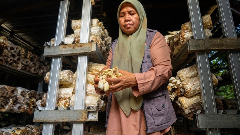 Aktivitas budidaya jamur tiram yang menjadi salah satu penggerak ekonomi perempuan di Desa Medana.(Foto: Istimewa)